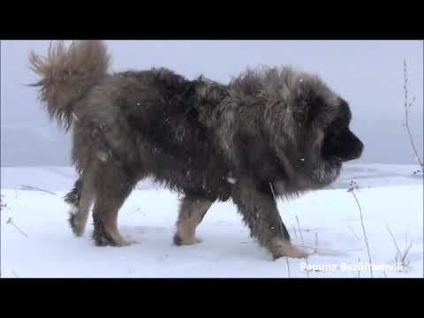 ქართული მთის ნაგაზები / Georgian Mountain Dogs
